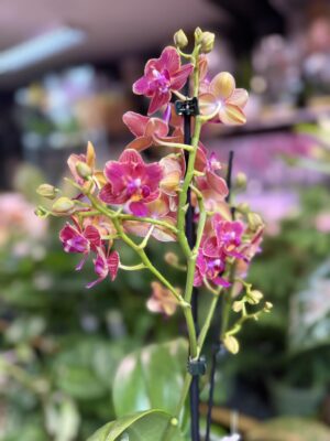 Storczyk z mixa butterfly przepiękny