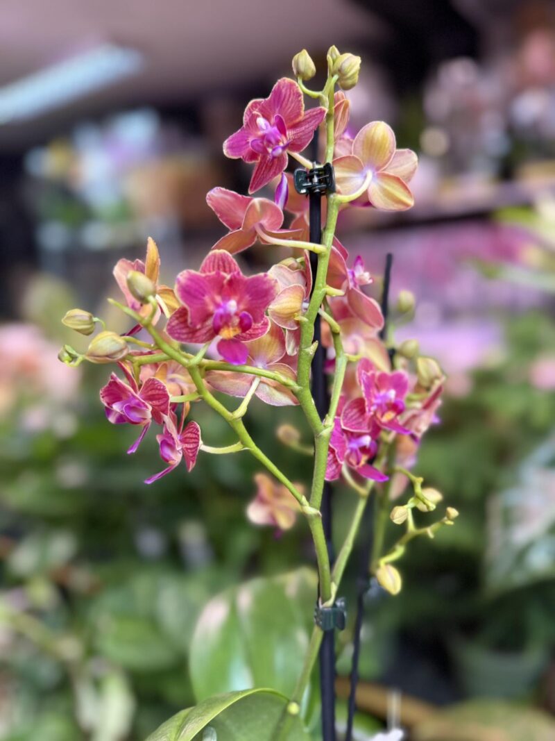 Storczyk z mixa butterfly przepiękny