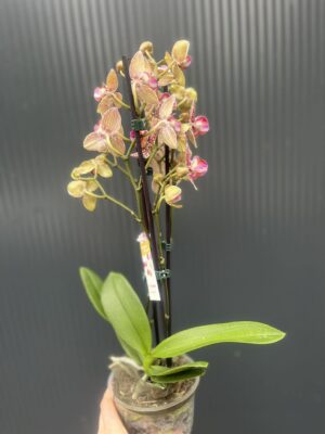 Phalaenopsis Lucky Leopard peloric | Storczyk