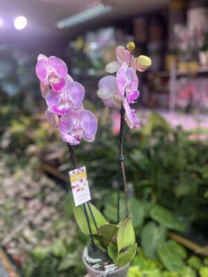 Storczyk z mixa różowy