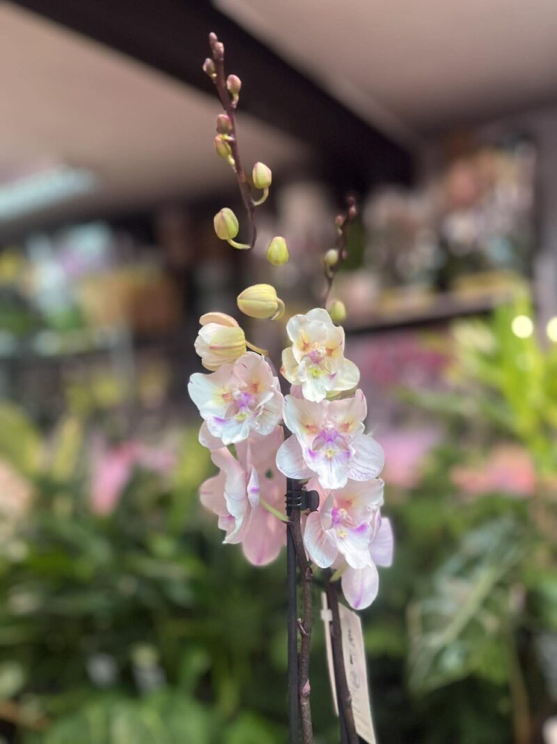 Phalaenopsis [Tying Shin Swallow × (Yaphon Big Mouse × Fusheng’s Bridal Dress)] ‘1214′ (FS) | Storczyk