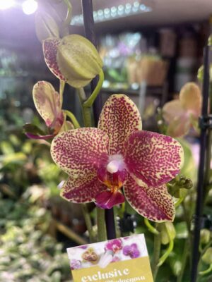 Storczyk z mixa nakrapiany