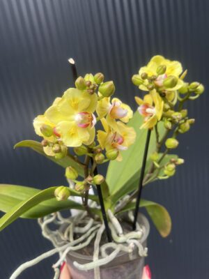 Phalaenopsis yellow peloric | Storczyk