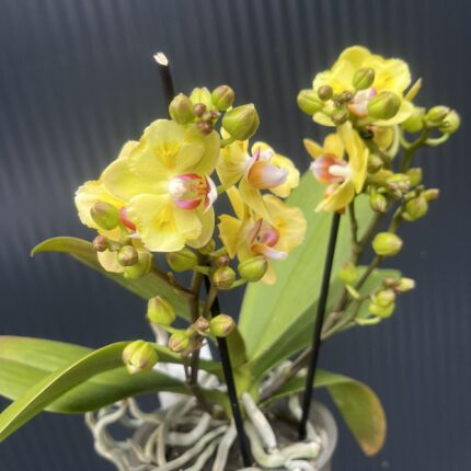 Phalaenopsis yellow peloric | Storczyk