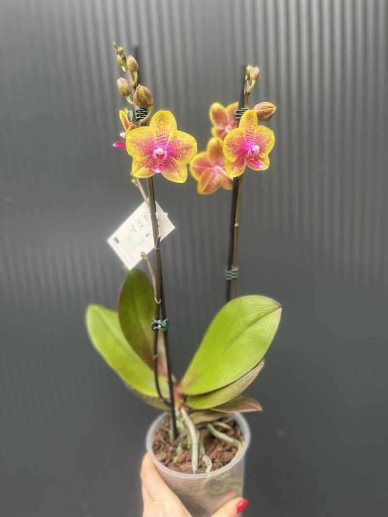 Phalaenopsis Sogo Lawrence x I-Hsin Yellow Wave | Storczyk