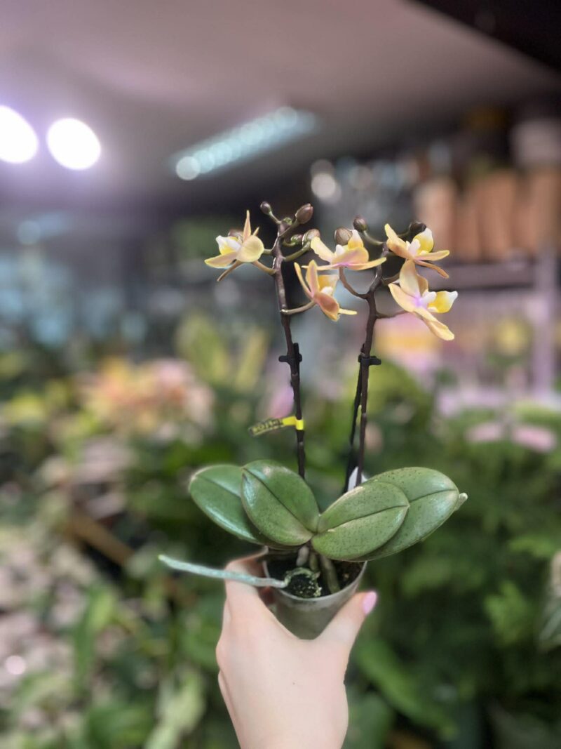 Phalaenopsis Orange | Storczyk Pachnący