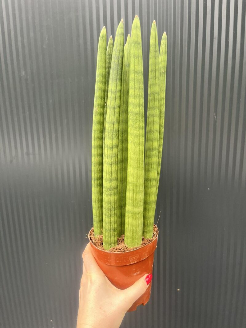 Sansewieria cylindryczna 