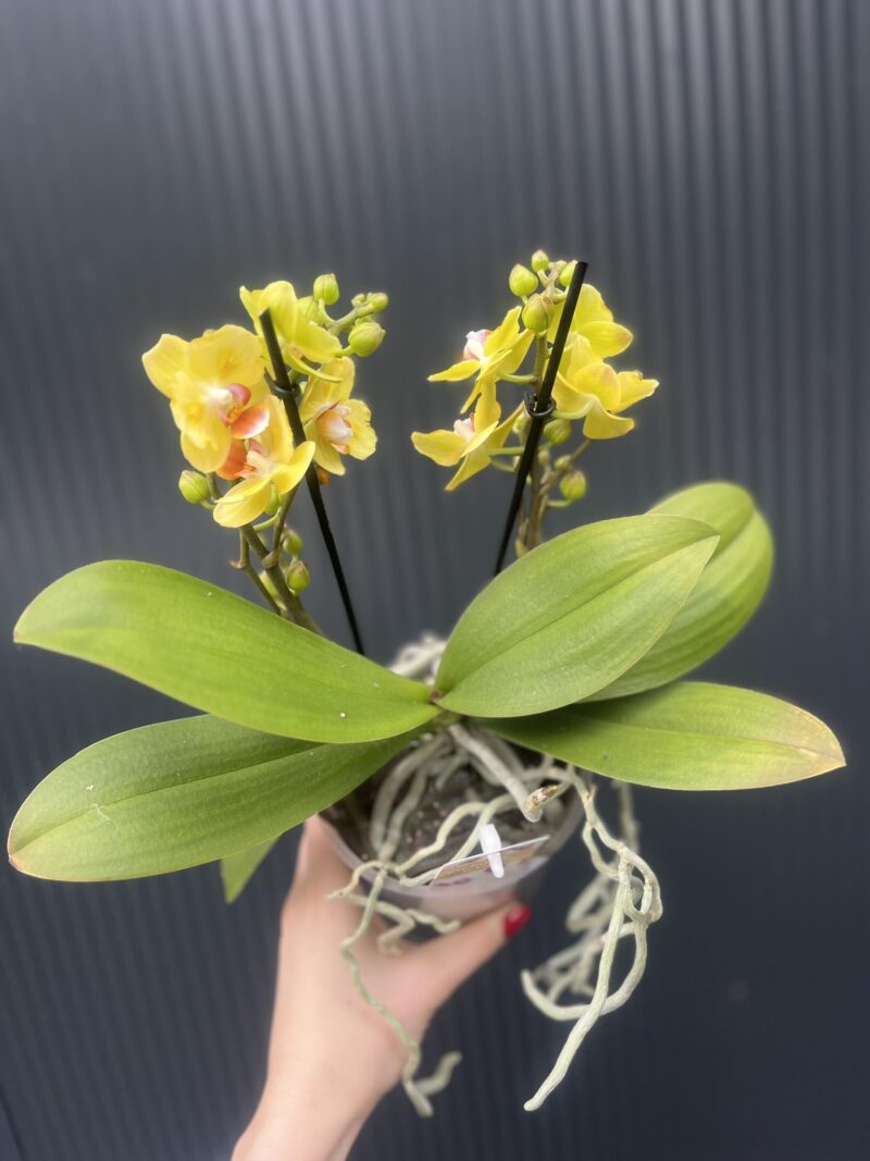 Phalaenopsis yellow peloric | Storczyk