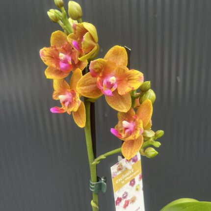 Phalaenopsis Lioulin Orange peloric | Storczyk