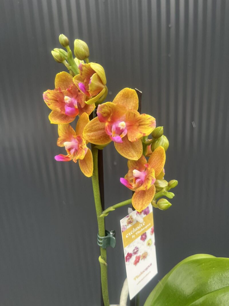 Phalaenopsis Lioulin Orange peloric | Storczyk Phalaenopsis Lioulin Orange peloric | Storczyk