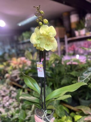 Phalaenopsis Limoncello Kiss big Lip | Storczyk