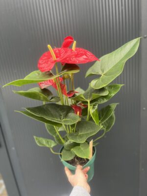 Anthurium andreanum ‘Oregon’