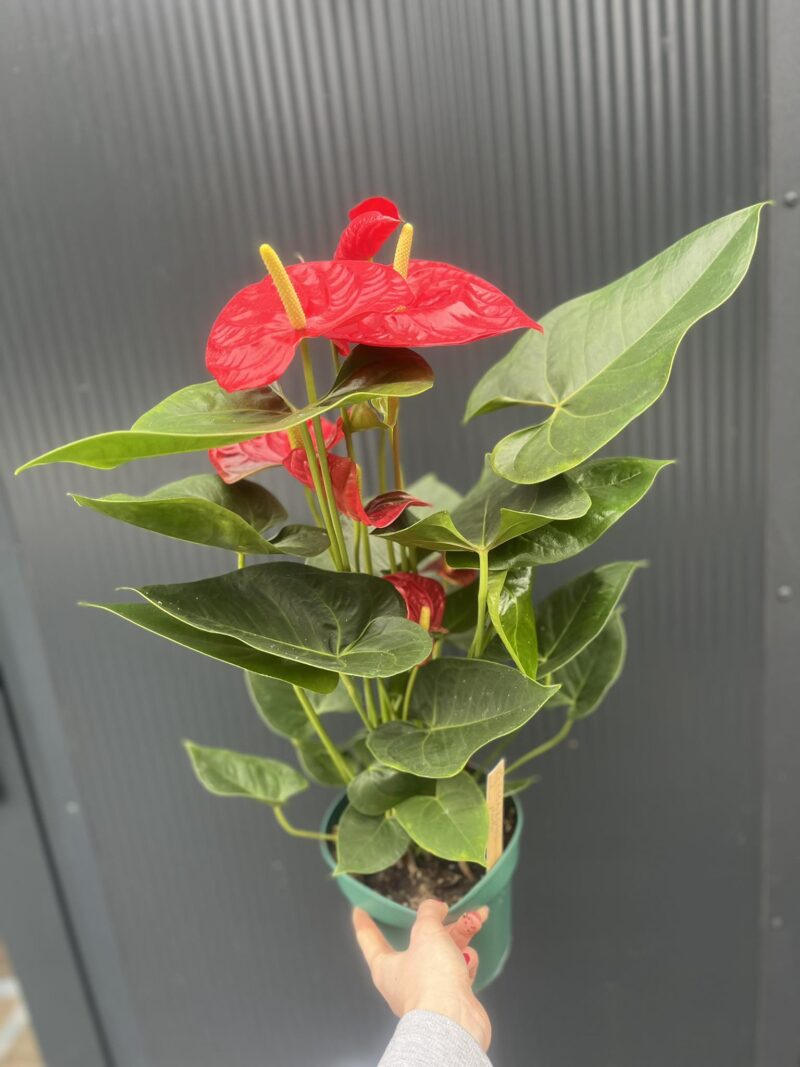 Anthurium andreanum ‘Oregon’