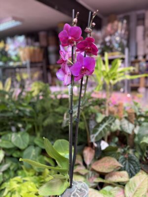 Storczyk z mixa fuksja