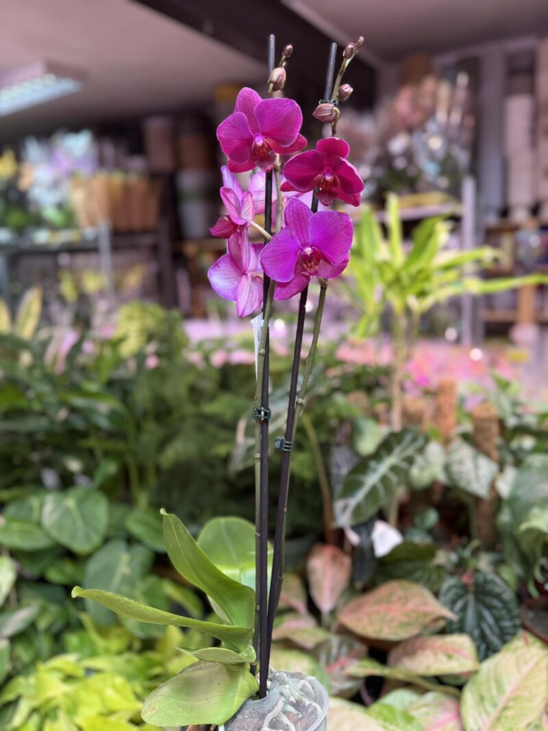 Storczyk z mixa fuksja