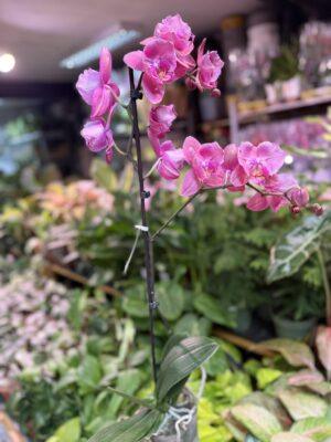 Storczyk z mixa różowy butterfly