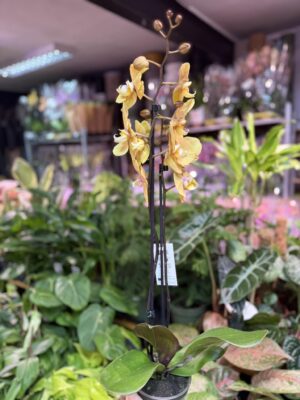 Storczyk z mixa złoty