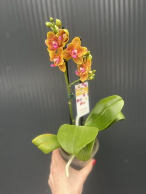 Phalaenopsis Lioulin Orange peloric | Storczyk