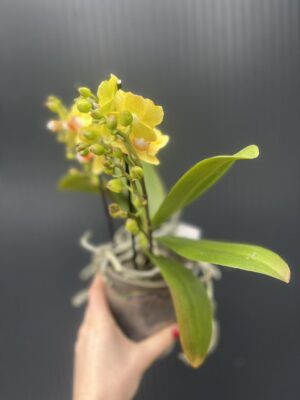 Phalaenopsis yellow peloric | Storczyk