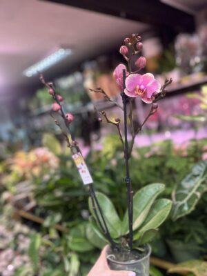 Phalaenopsis Limited – „Pink mutacja” | Storczyk