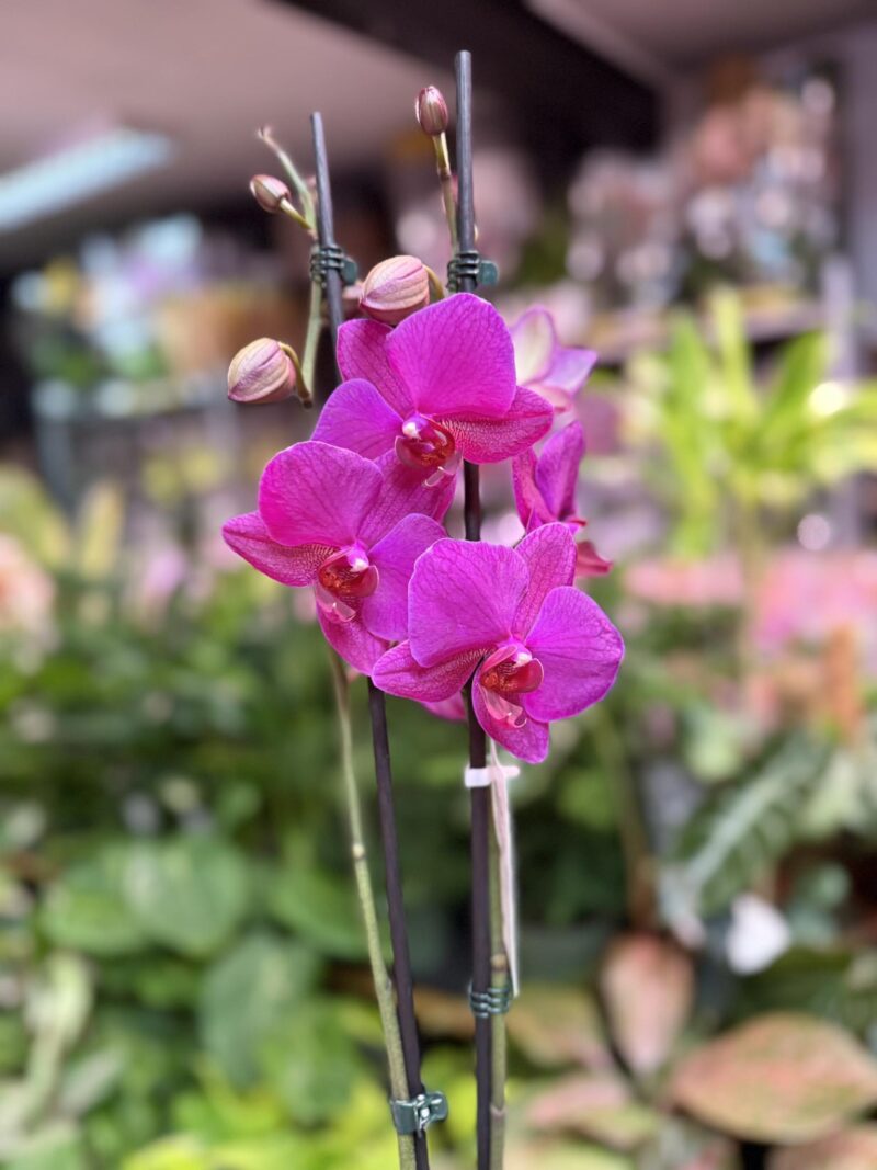 Storczyk z mixa fuksja