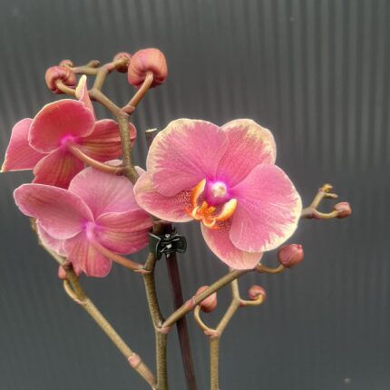 Phalaenopsis Limited – „Pink mutacja” | Storczyk
