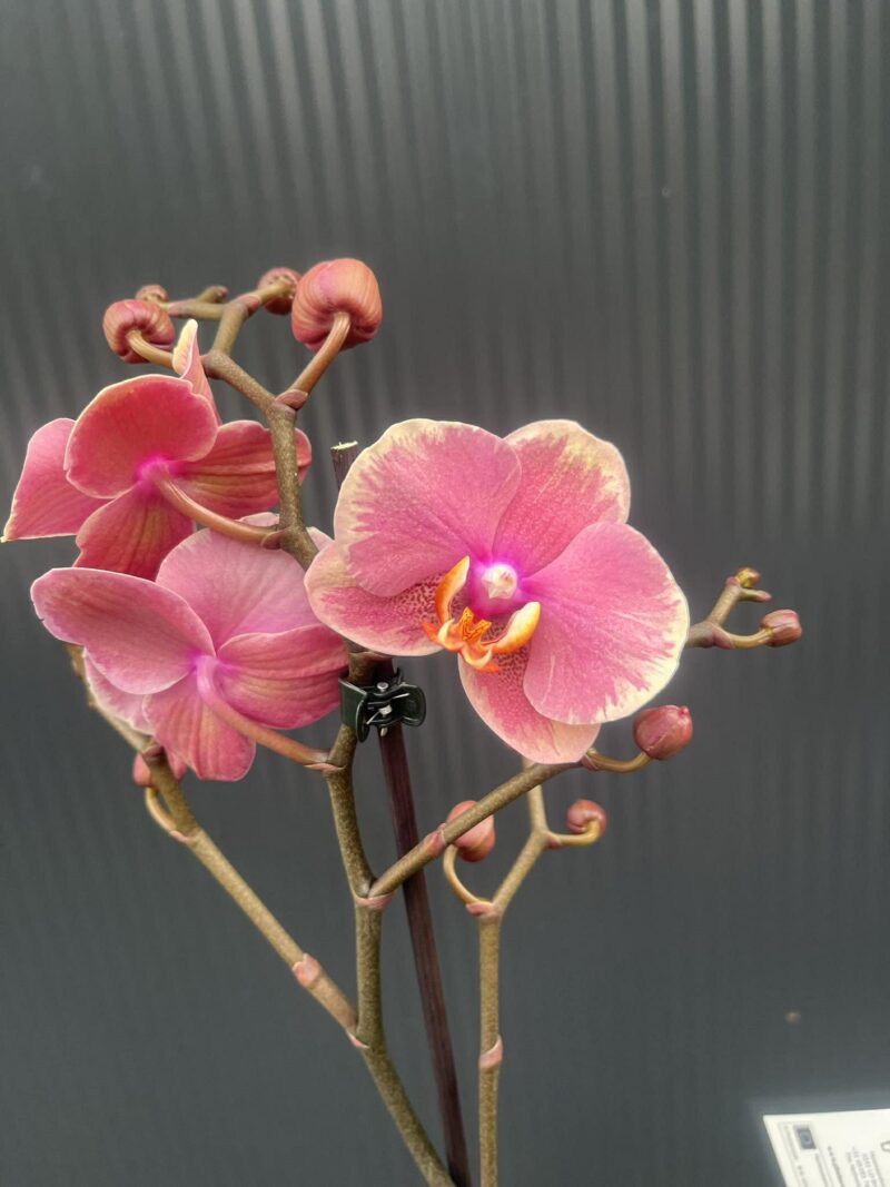 Phalaenopsis Limited – „Pink mutacja” | Storczyk
