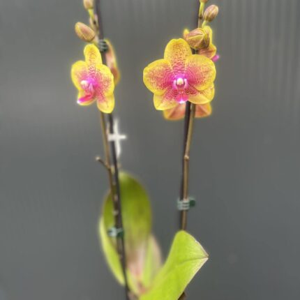 Phalaenopsis Sogo Lawrence x I-Hsin Yellow Wave | Storczyk