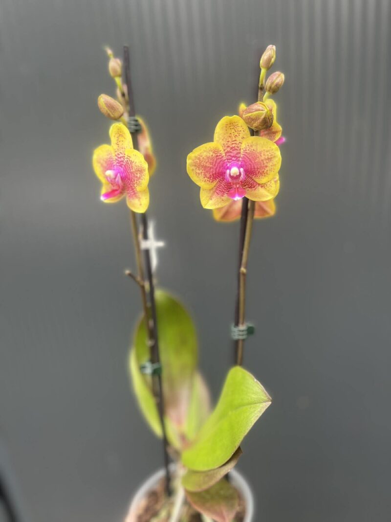 Phalaenopsis Sogo Lawrence x I-Hsin Yellow Wave | Storczyk