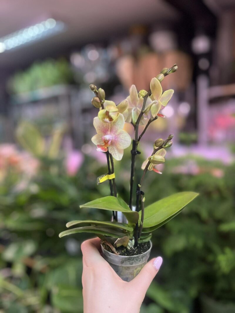 Phalaenopsis Multiflora ‘Indy’ | Storczyk