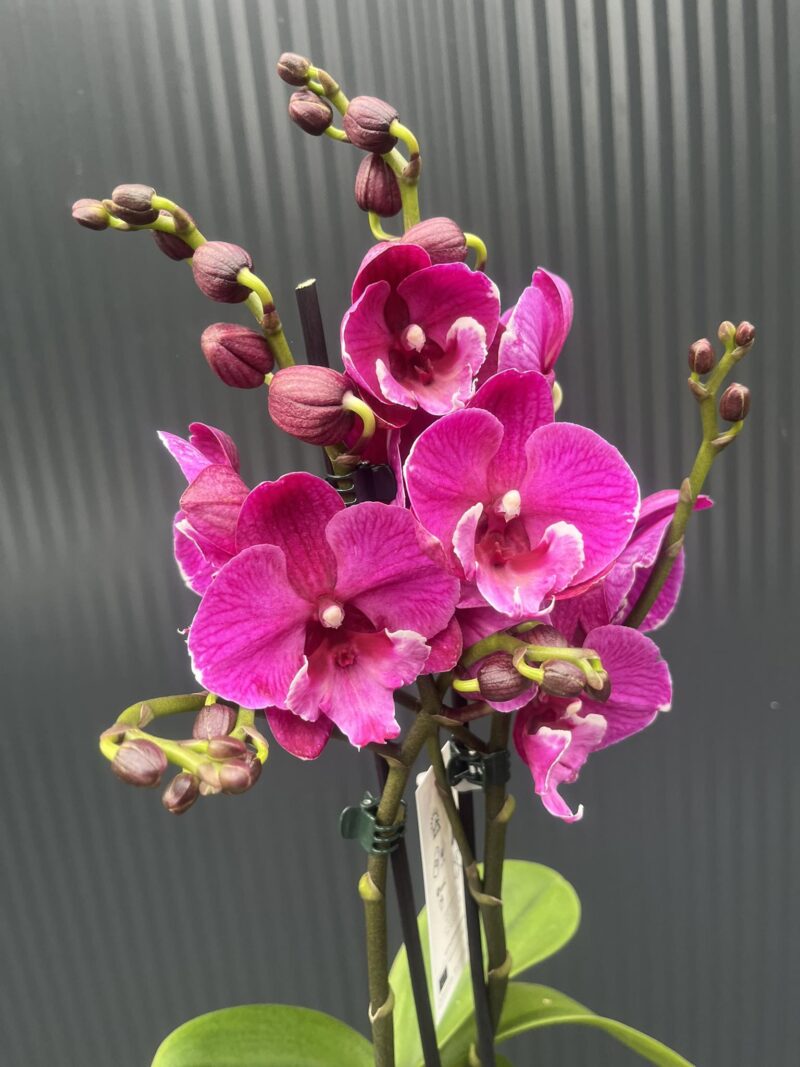 Phalaenopsis Tying Shin Black Bear Big Lip | Storczyk