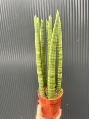 Sansewieria cylindryczna 