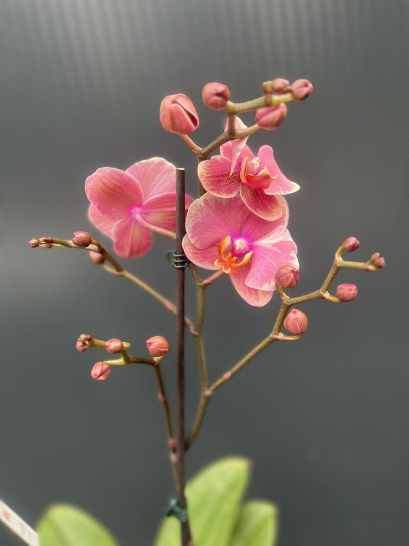 Phalaenopsis Limited – „Pink mutacja” | Storczyk