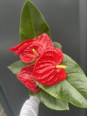 Anthurium andreanum ‘Oregon’