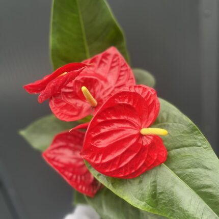 Anthurium andreanum ‘Oregon’
