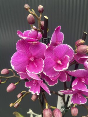 Phalaenopsis Younghome Pinying ‘0792’ Big Lip | Storczyk