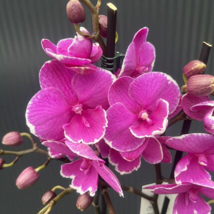 Phalaenopsis Younghome Pinying ‘0792’ Big Lip | Storczyk