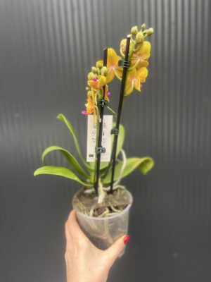 Phalaenopsis Lioulin Orange peloric | Storczyk