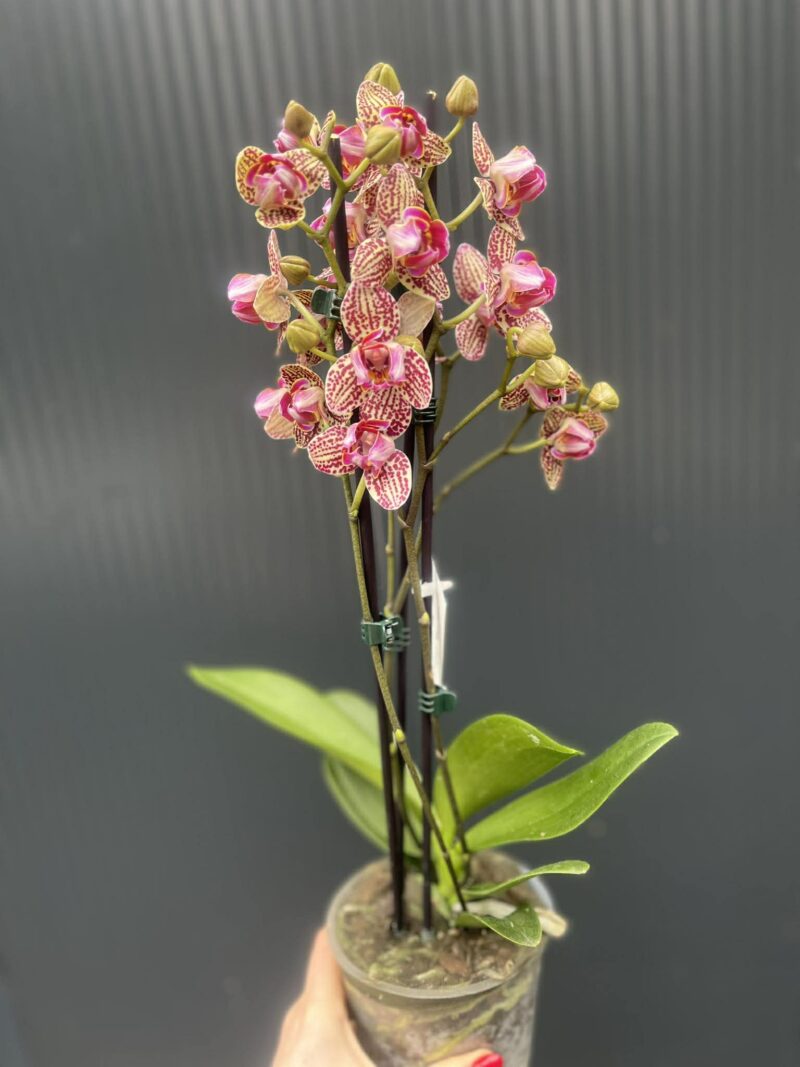 Phalaenopsis Lucky Leopard peloric | Storczyk