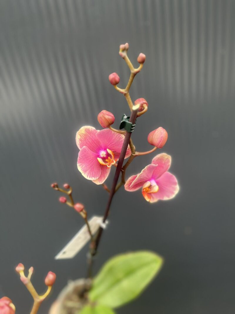 Phalaenopsis Limited – „Pink mutacja” | Storczyk