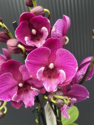 Phalaenopsis Tying Shin Black Bear Big Lip | Storczyk