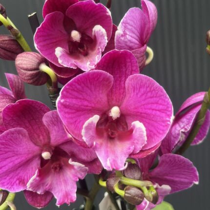 Phalaenopsis Tying Shin Black Bear Big Lip | Storczyk