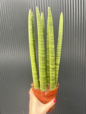 Sansewieria cylindryczna 