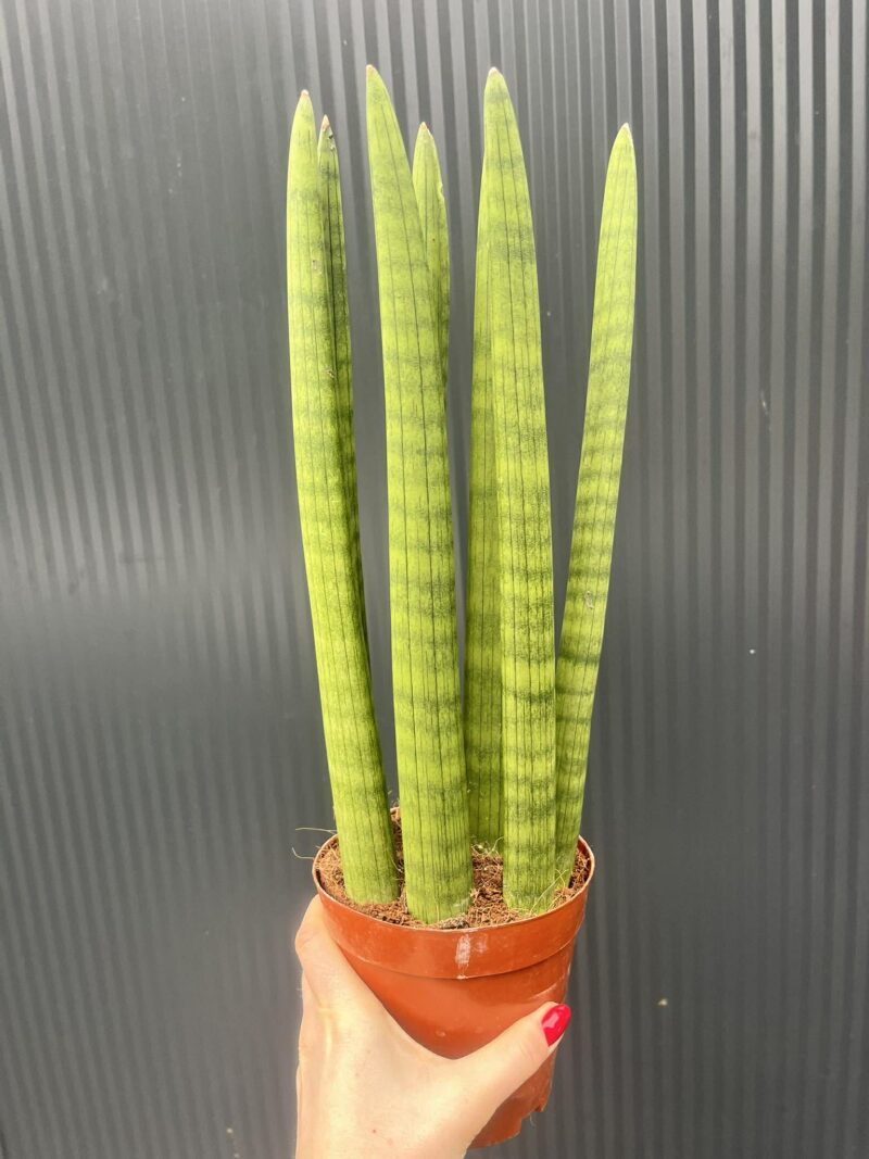 Sansewieria cylindryczna 