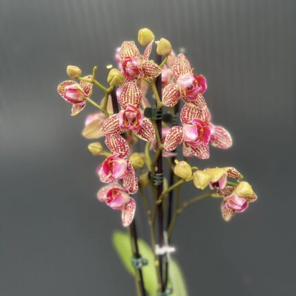 Phalaenopsis Lucky Leopard peloric | Storczyk