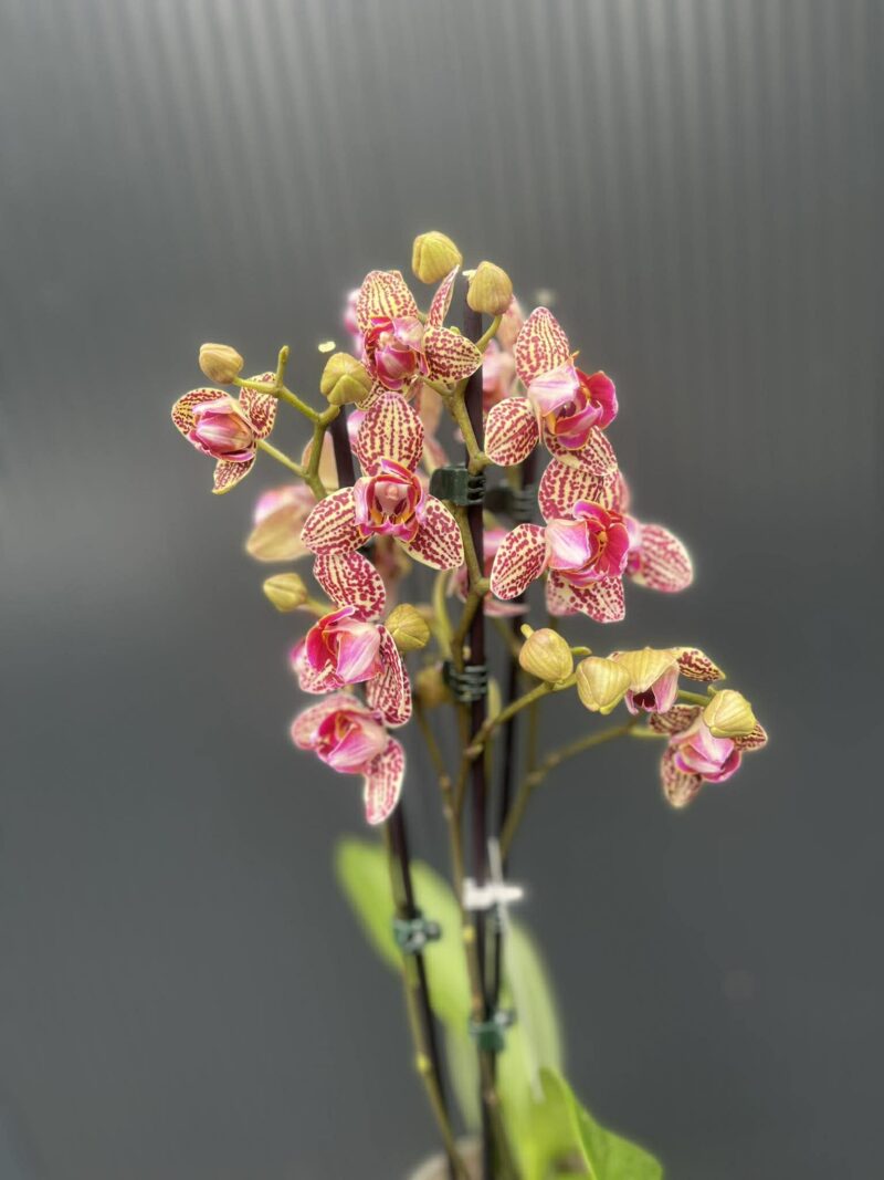 Phalaenopsis Lucky Leopard peloric | Storczyk