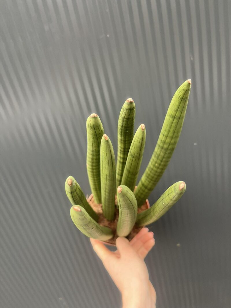 Sansewieria cylindryczna 