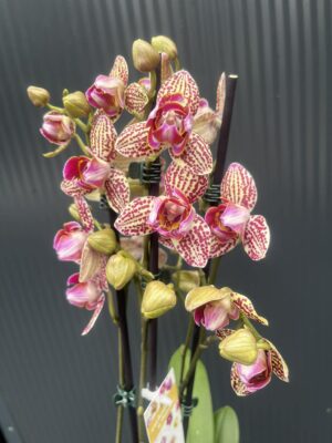 Phalaenopsis Lucky Leopard peloric | Storczyk