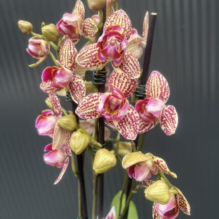 Phalaenopsis Lucky Leopard peloric | Storczyk