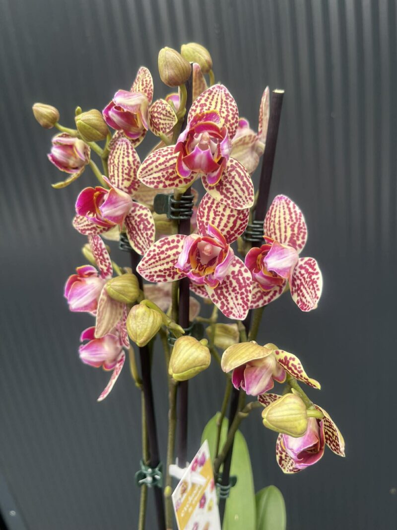 Phalaenopsis Lucky Leopard peloric | Storczyk